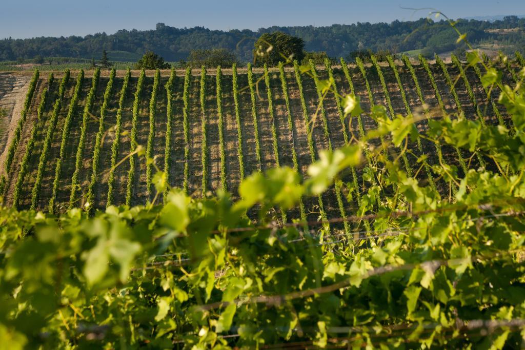 Tenuta La Meirana Gavi Εξωτερικό φωτογραφία